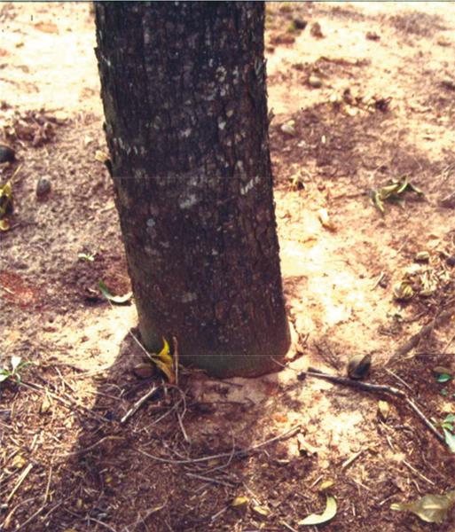 Figure 8. A tree that is planted too deeply does not form a root